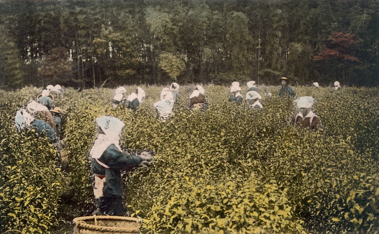 Vrouwen die thee plukken, met mannelijke opzichter door Japanese Photographer