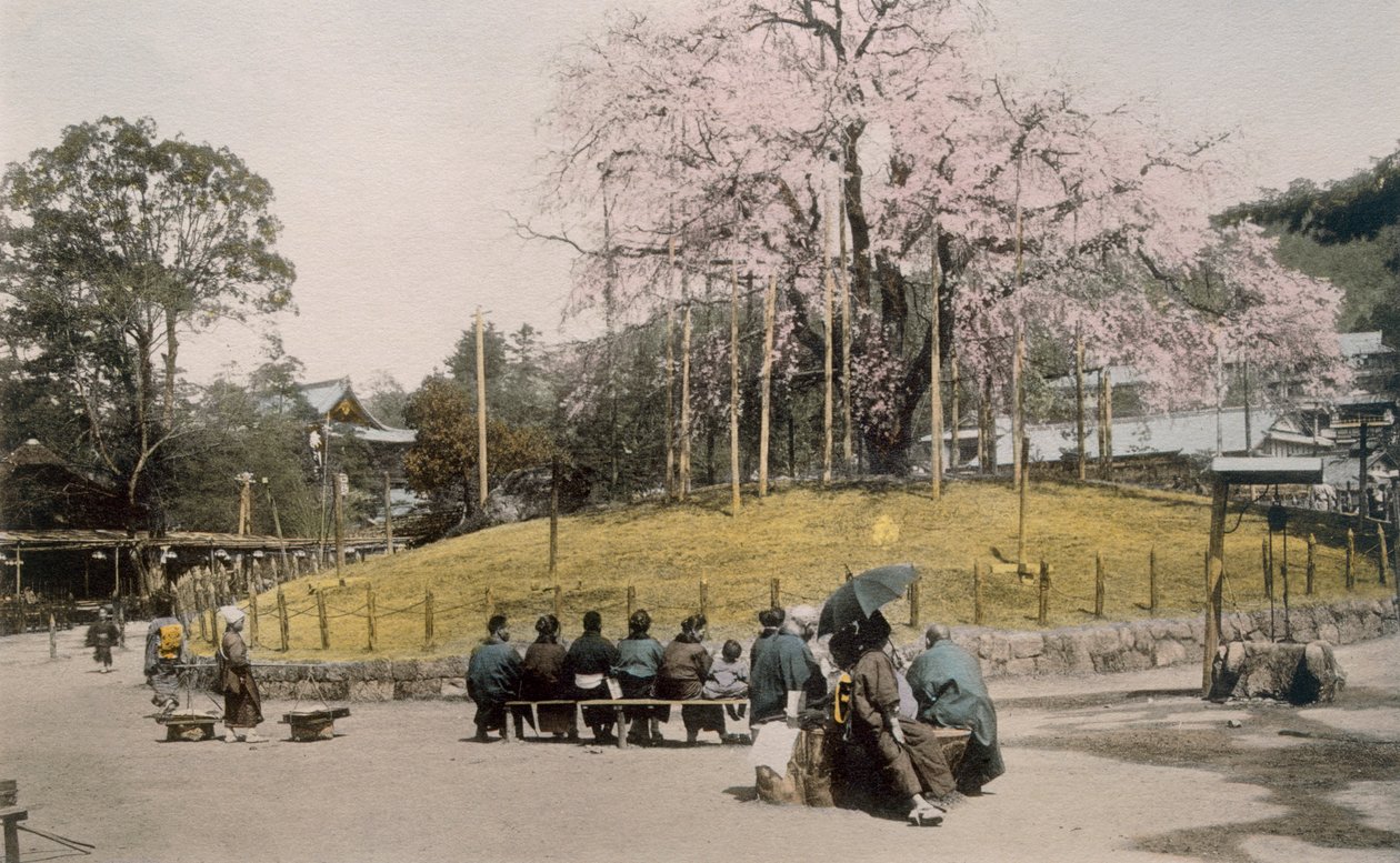 De beroemde kersenboom in Maruyama, Kyoto, 1890