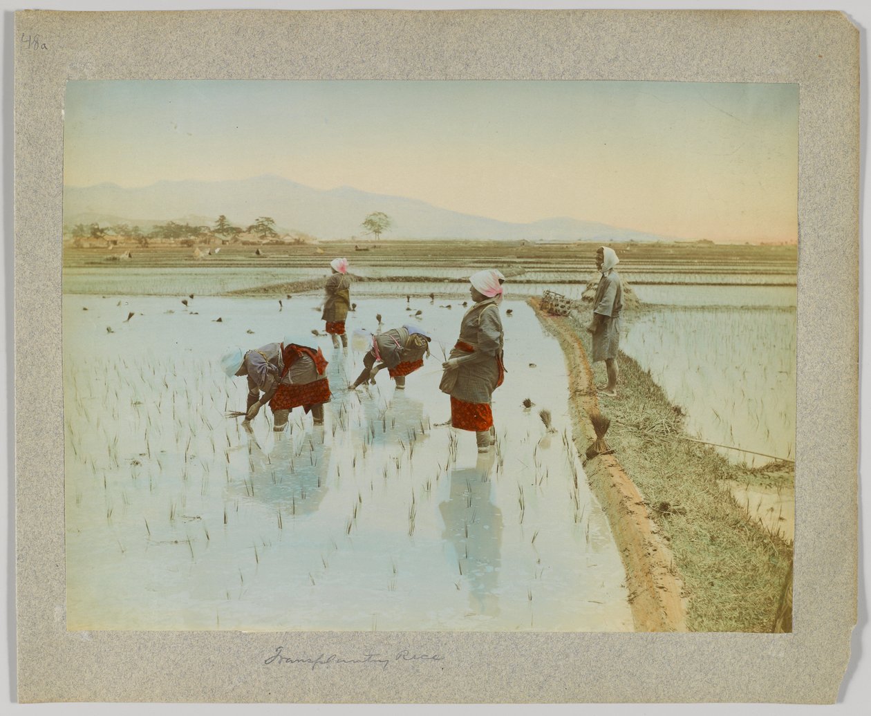 Rijst planten, Japan (handgekleurde zwart-wit foto) door Japanese Photographer