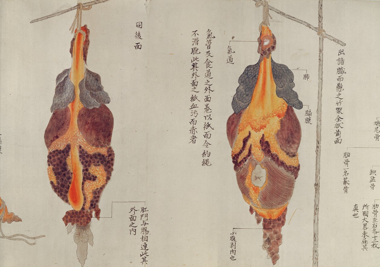 De longen van de dissectie van een martelslachtoffer van 1796, uit een makimono van een Midori-dokter, 1842 door Japanese School