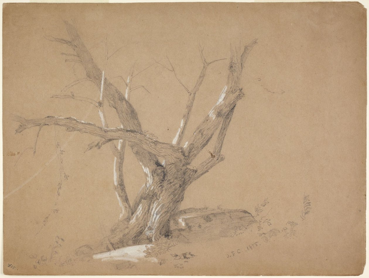 Studie van een boom door Jasper Francis Cropsey