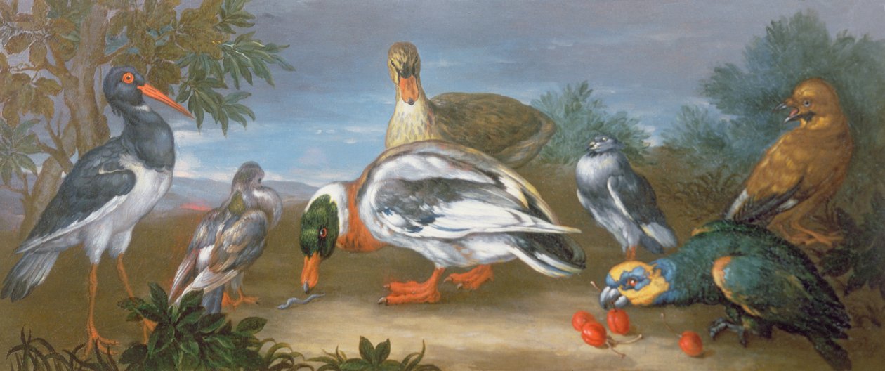 Een landschap met papegaaien, eenden en duiven door Jean Baptiste Monnoyer