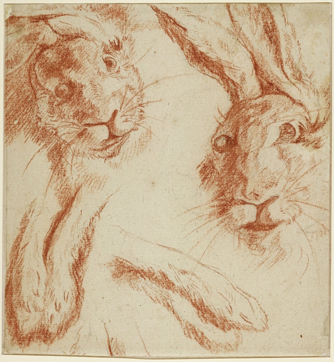 Hasenstudien: zwei Köpfe und zwei Paar Pfoten door Jean-Baptiste Oudry