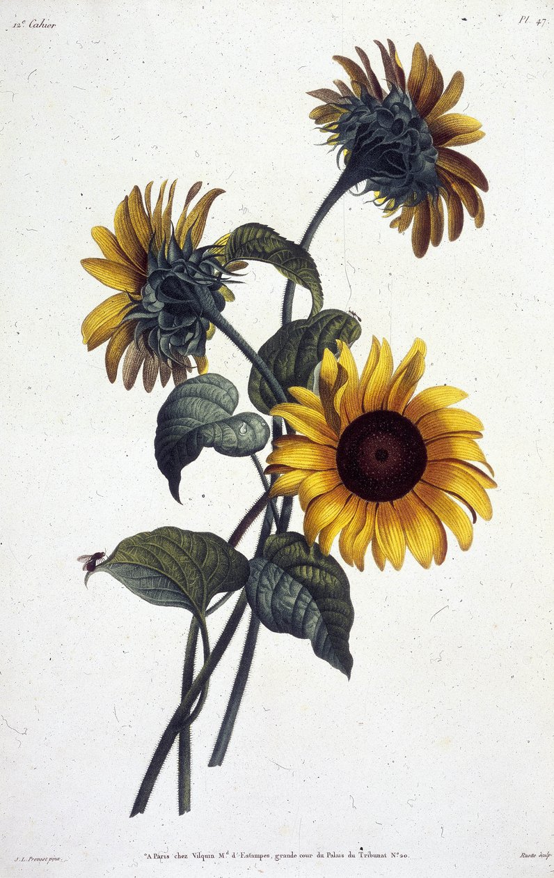 Fleurs de tournol ou soleils. Botanische plaat uit ""Collection des fleurs et des fruits peints d