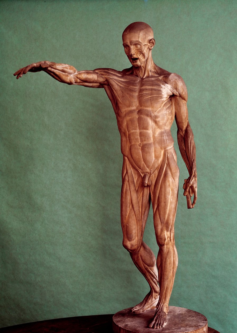 Menselijke anatomie. Ecorche door Jean Antoine Houdon (1741-1828) door Jean-Antoine Houdon