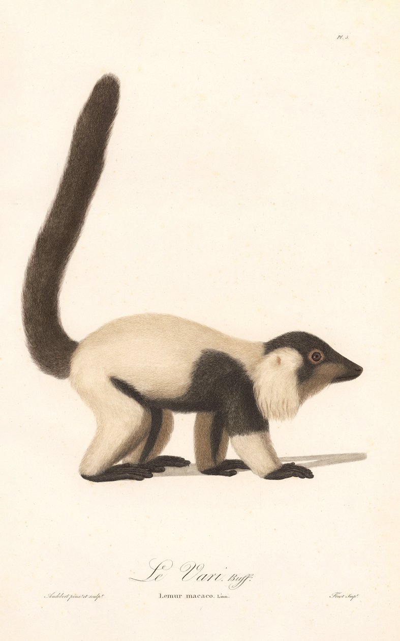 Zwart-witte geschoren leeuwaap (Lemur macaco) door Jean Baptiste Audebert