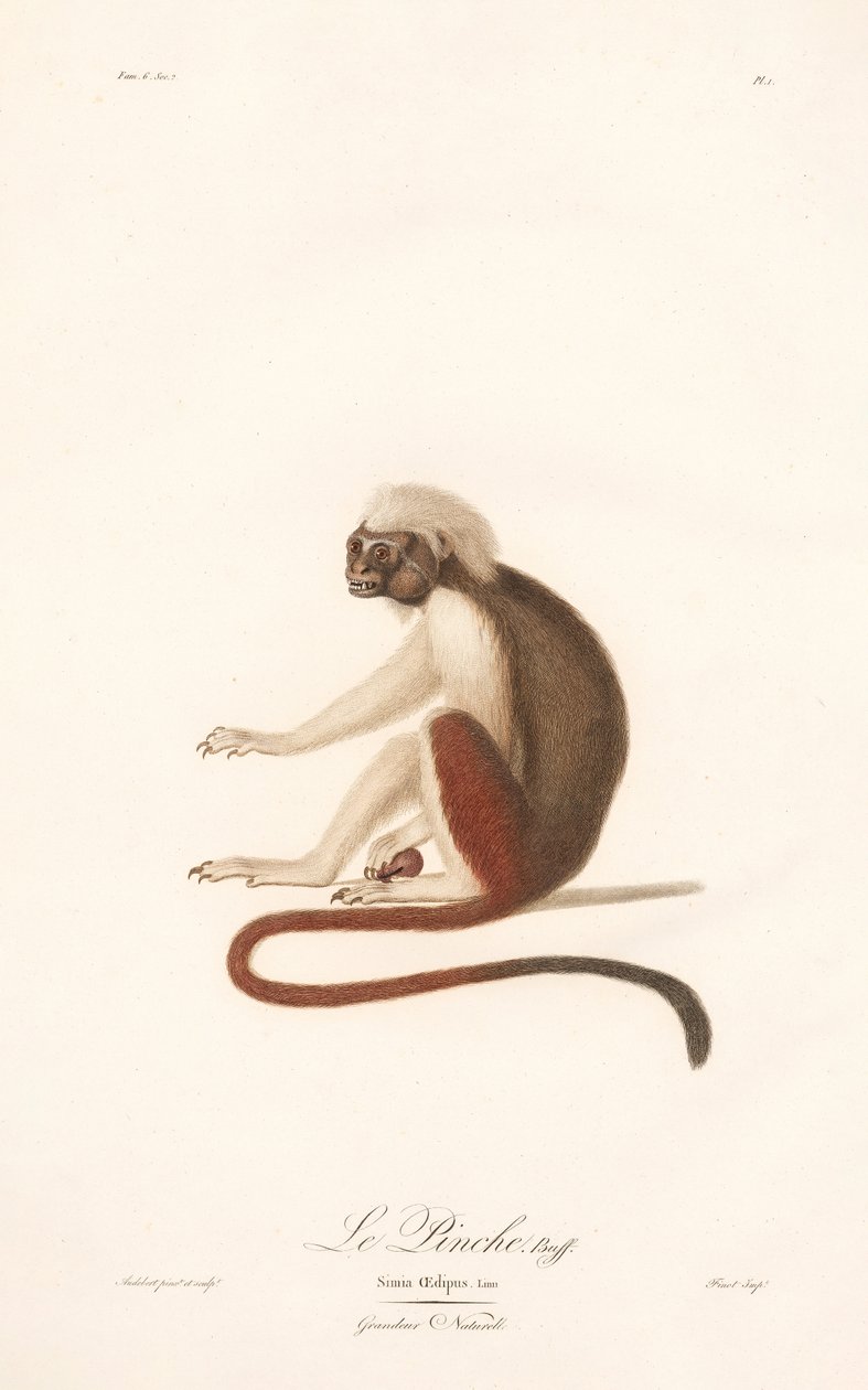 Cotton-top Tamarin (Simia Oedipus) door Jean Baptiste Audebert