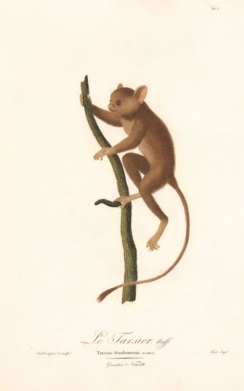 Daubentons Tarsier (Tarsius daubentoni) door Jean Baptiste Audebert