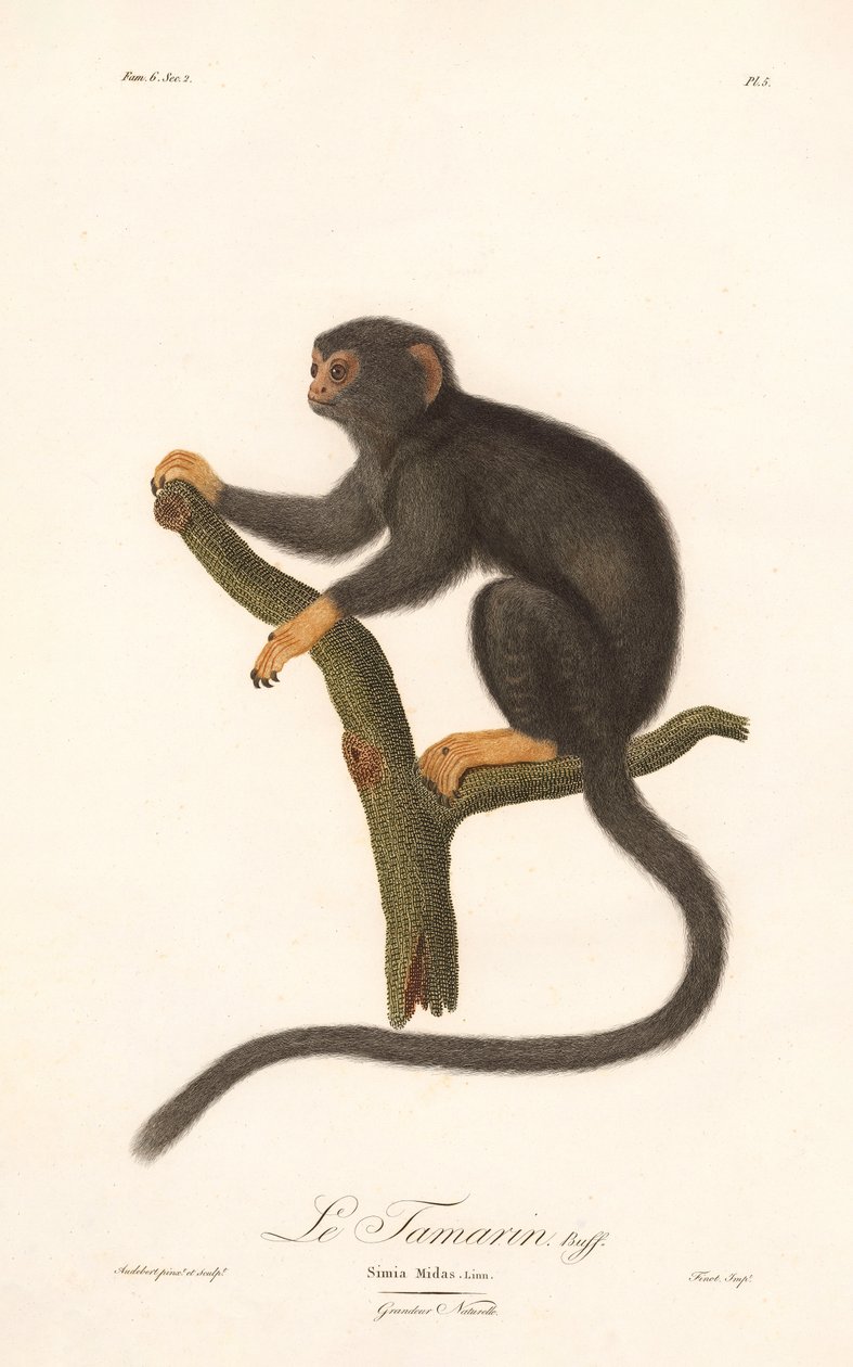 Gouden-handtamarin (Simia Midas) door Jean Baptiste Audebert