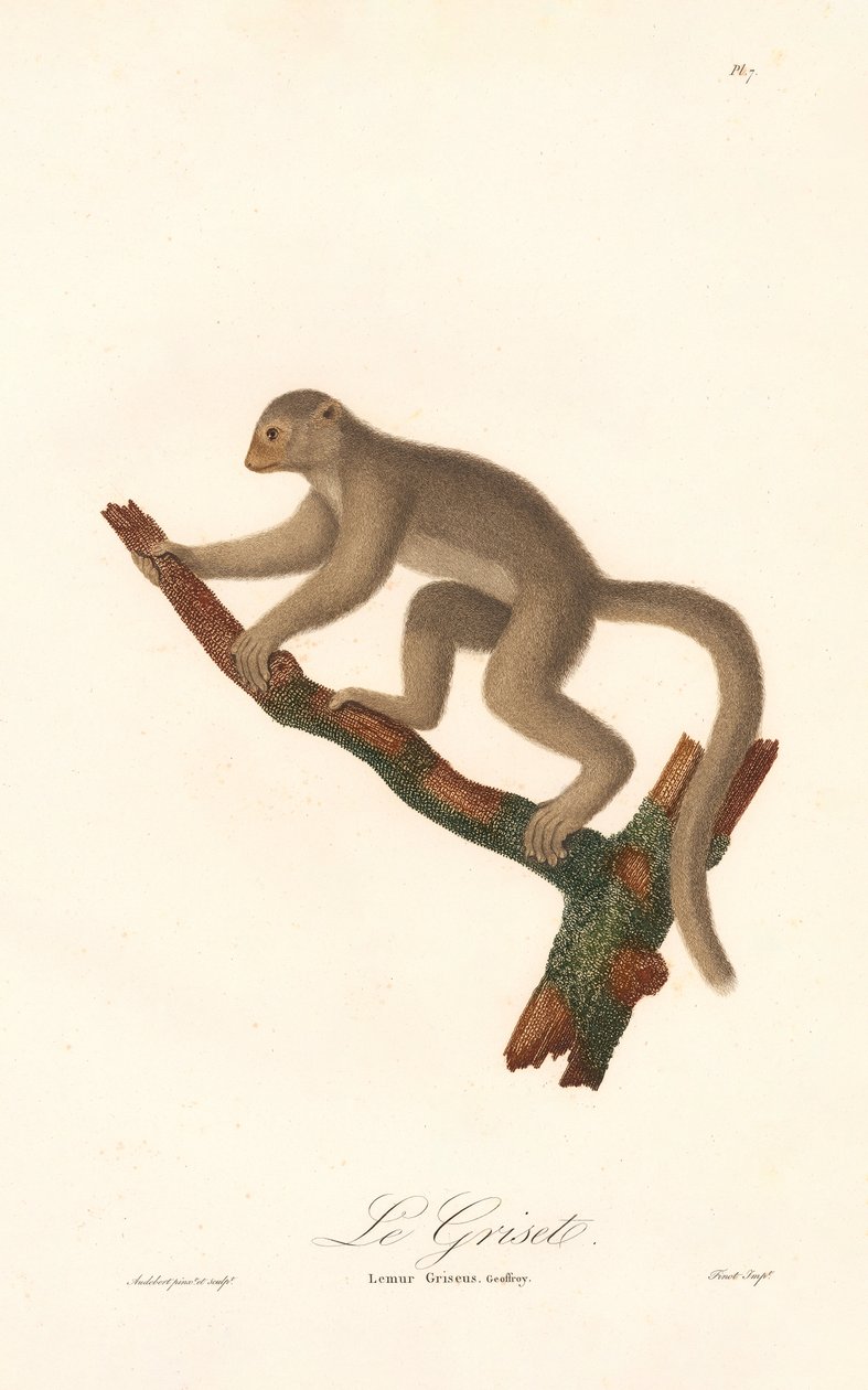 Grijze muismaki (Lemur griseus) door Jean Baptiste Audebert