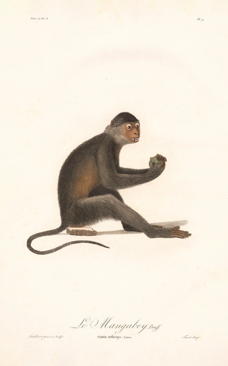 Grivet aap (Simia aethiops) door Jean Baptiste Audebert