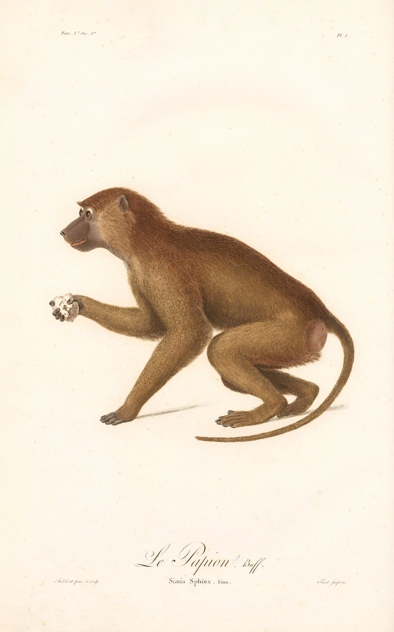 Guinee Baviaan (Simia Sphinx) door Jean Baptiste Audebert