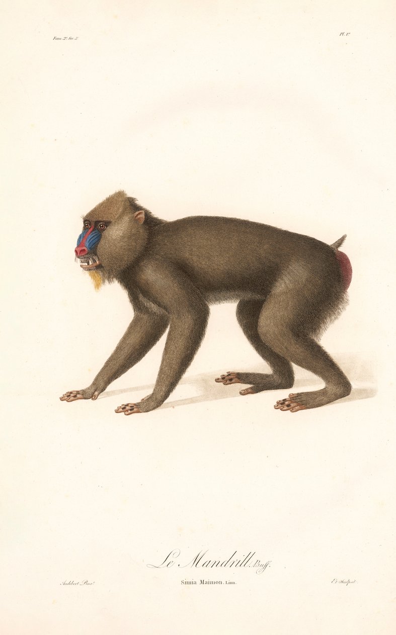 Mandril (Simia Maimon) door Jean Baptiste Audebert