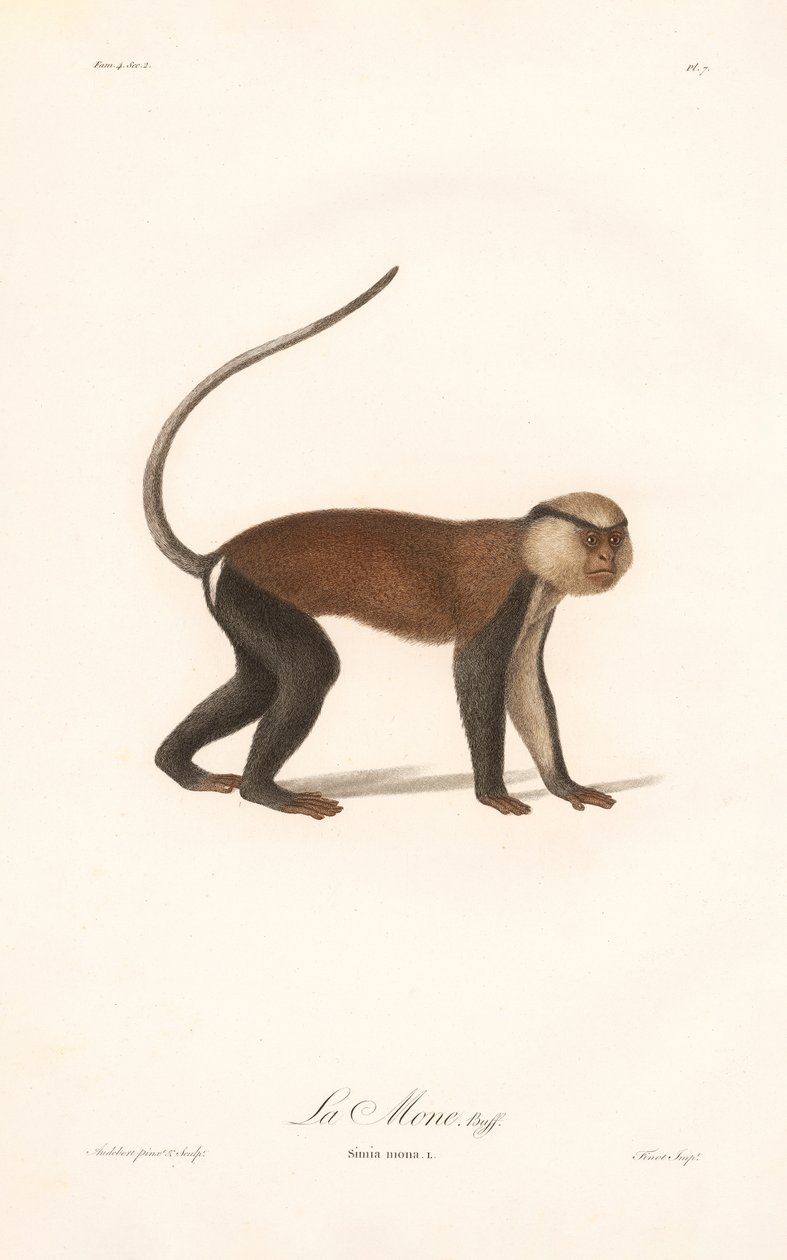 Paapje (Simia mona) door Jean Baptiste Audebert