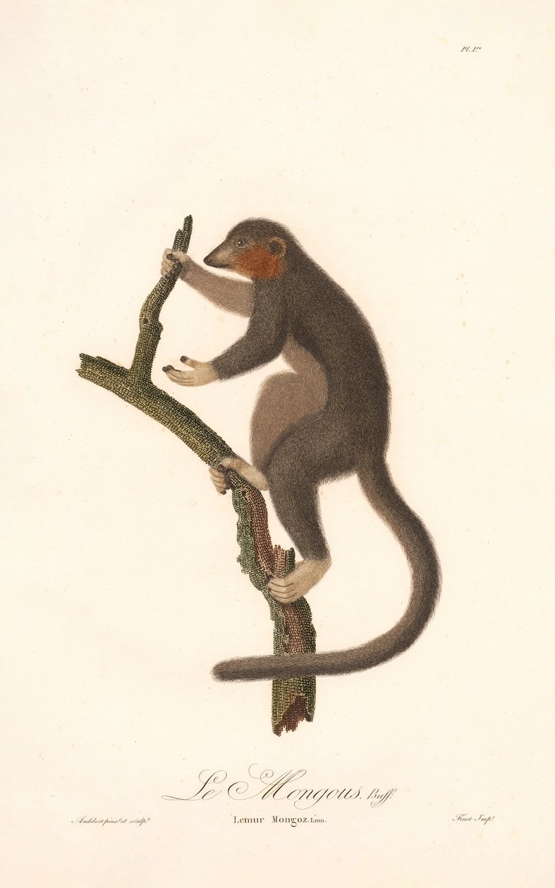 Mangoest Lemur (Lemur Mongoz) door Jean Baptiste Audebert