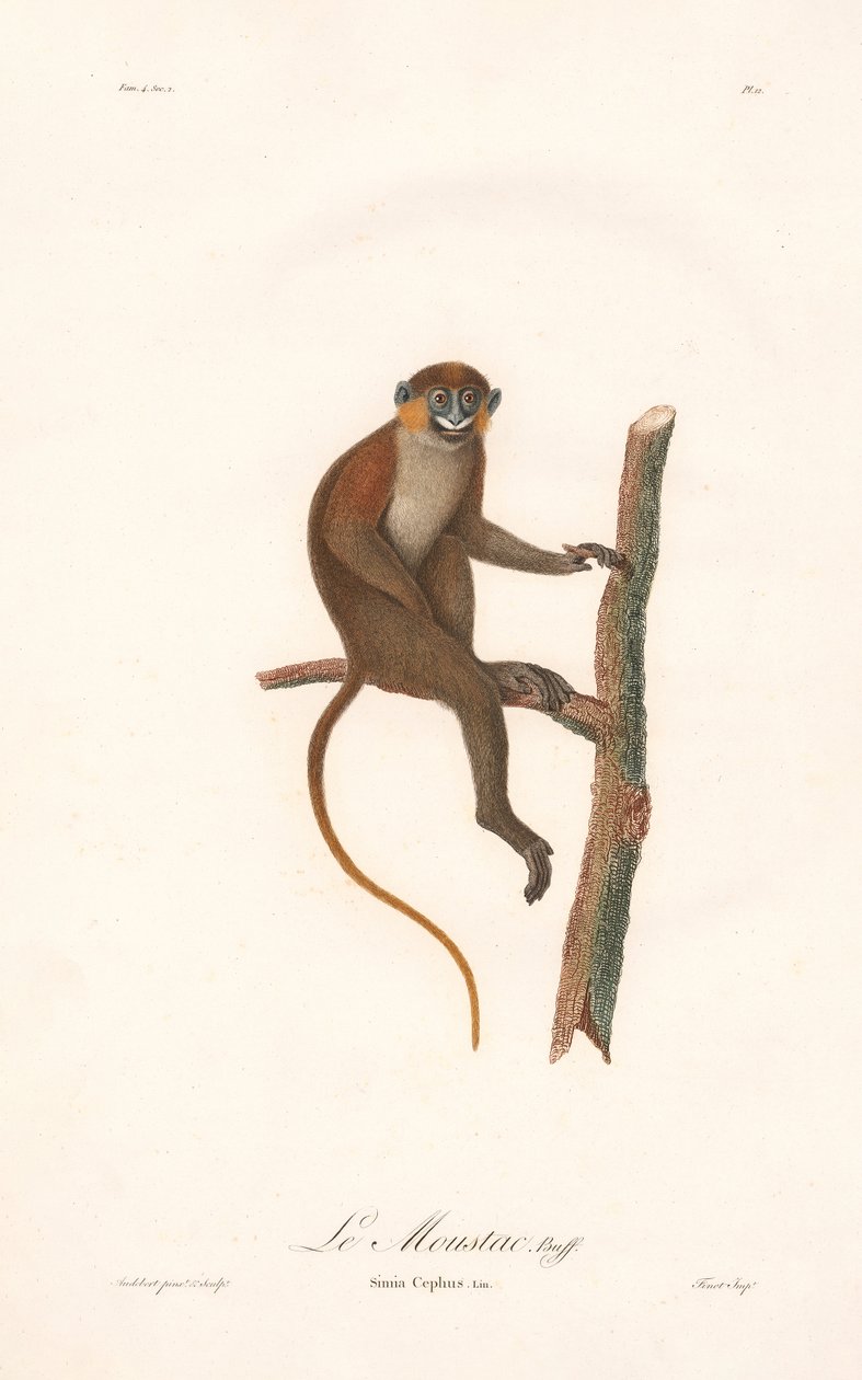 Gestreepte aap (Simia cephus) door Jean Baptiste Audebert