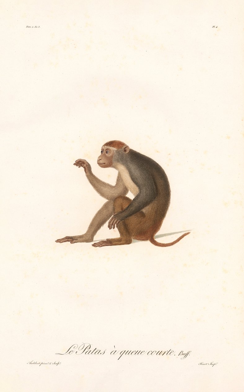 Patas aap (Simia Patas) door Jean Baptiste Audebert