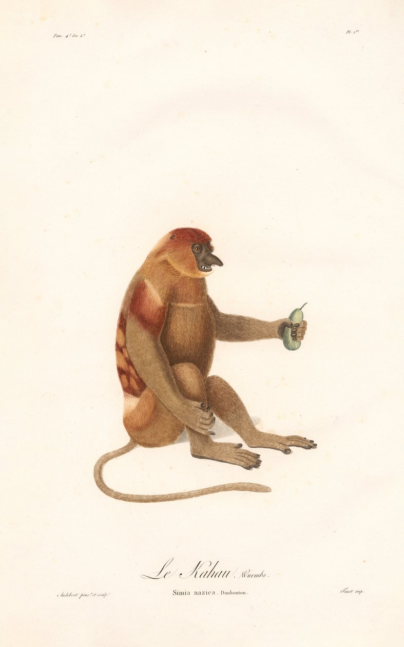 Slangaap (Simia nazica) door Jean Baptiste Audebert