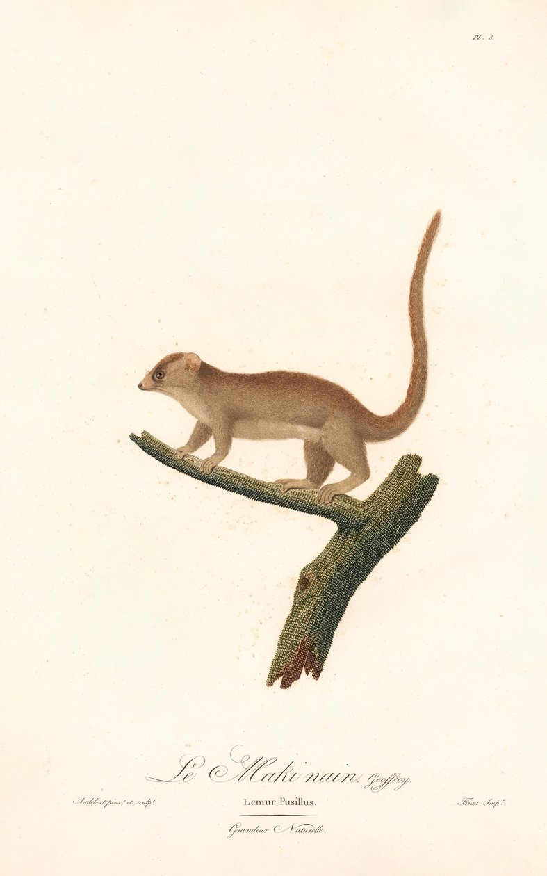 Dwergmuismaki (Lemur pusillus) door Jean Baptiste Audebert