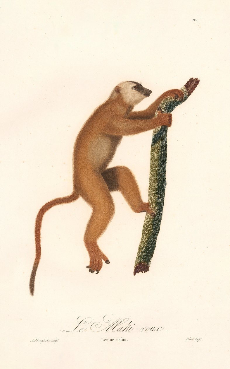 Rode Maki (Lemur rufus) door Jean Baptiste Audebert