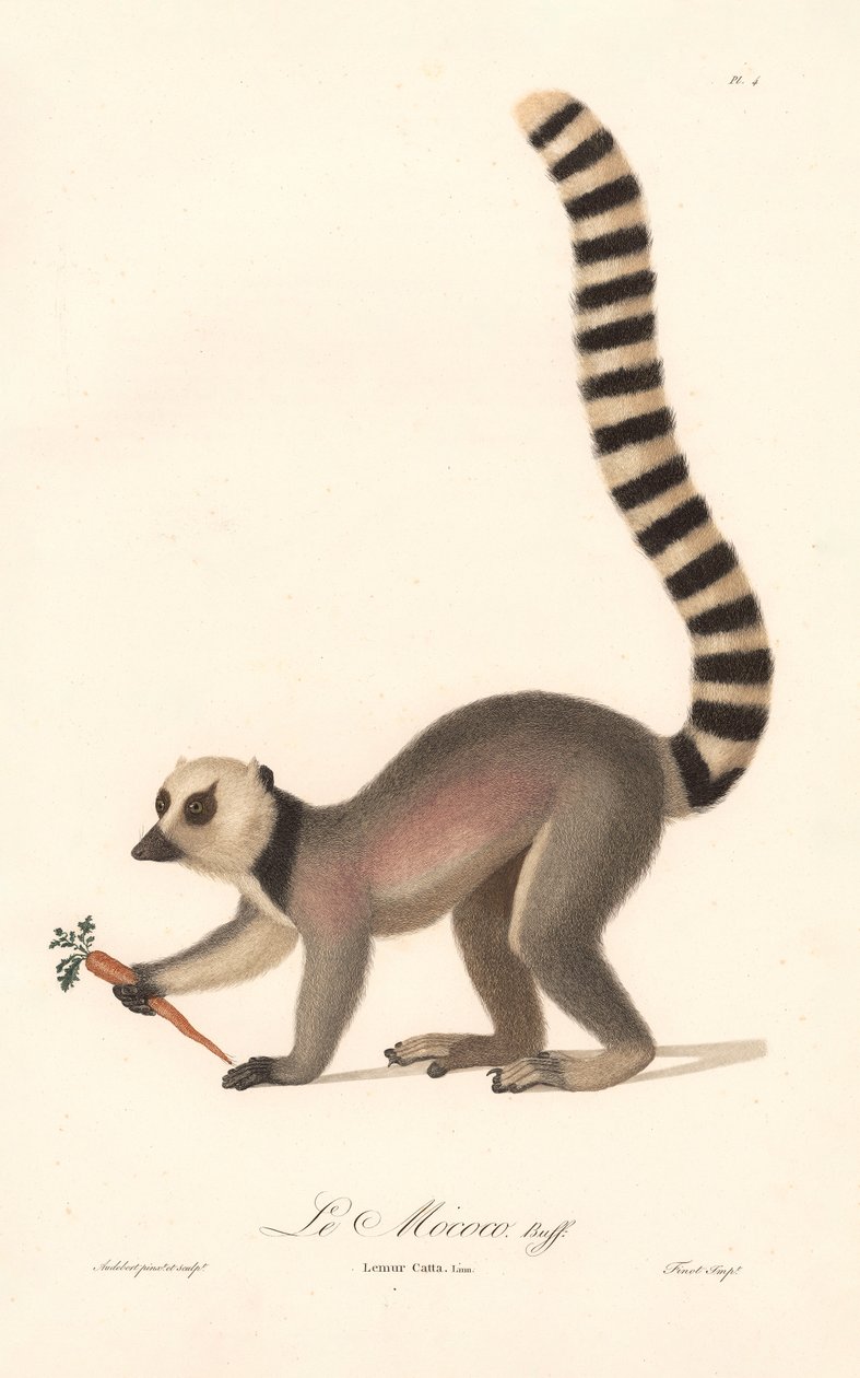 Ringstaartmaki (Lemur catta) door Jean Baptiste Audebert