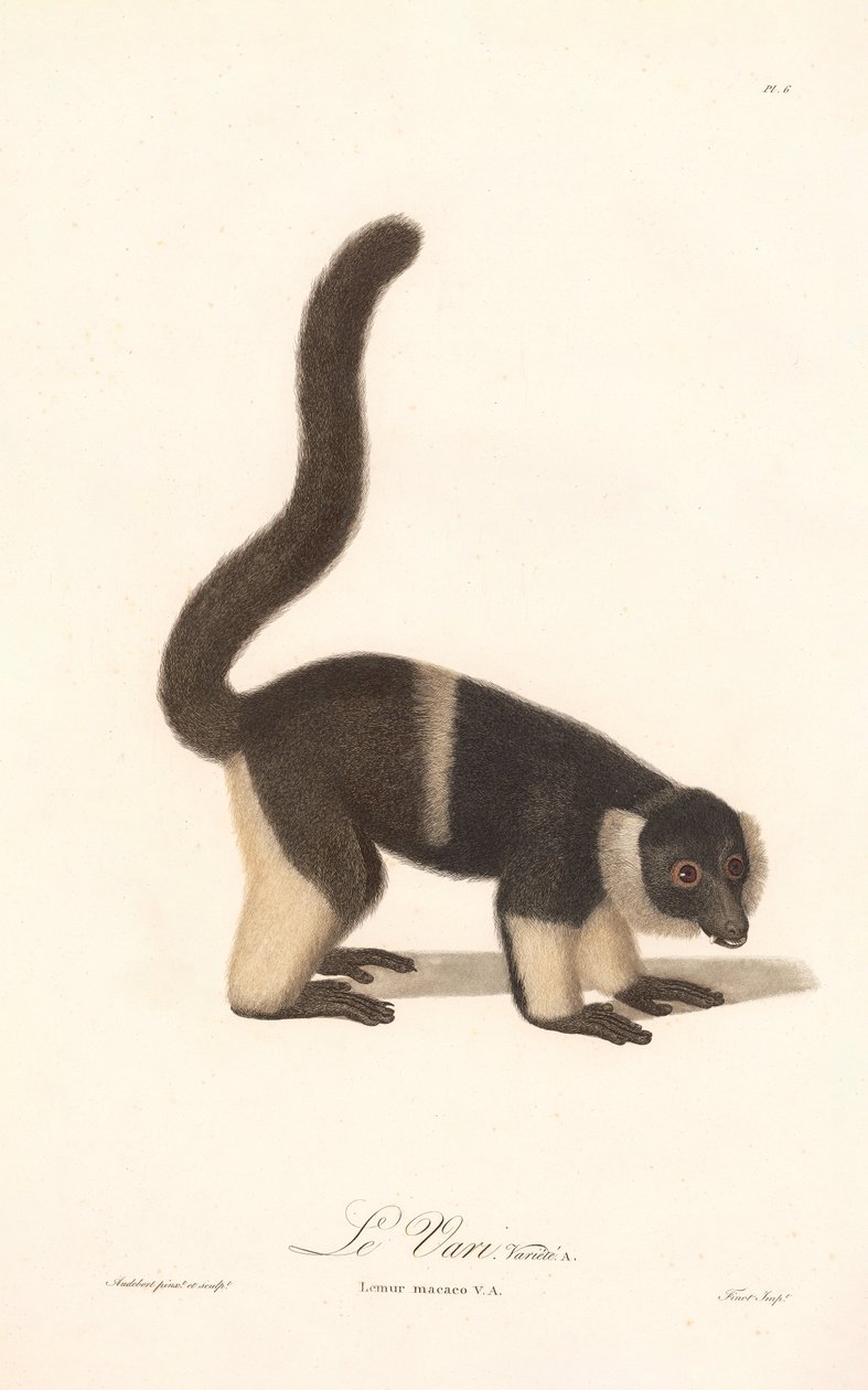 Gekuifde lemurenvariëteit (Lemur macaco V.A.) door Jean Baptiste Audebert