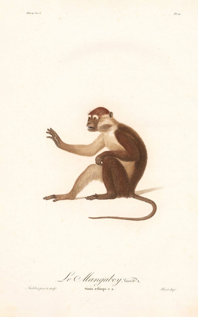Variant van de Grivet Aap (Simia aethiops v.a.) door Jean Baptiste Audebert