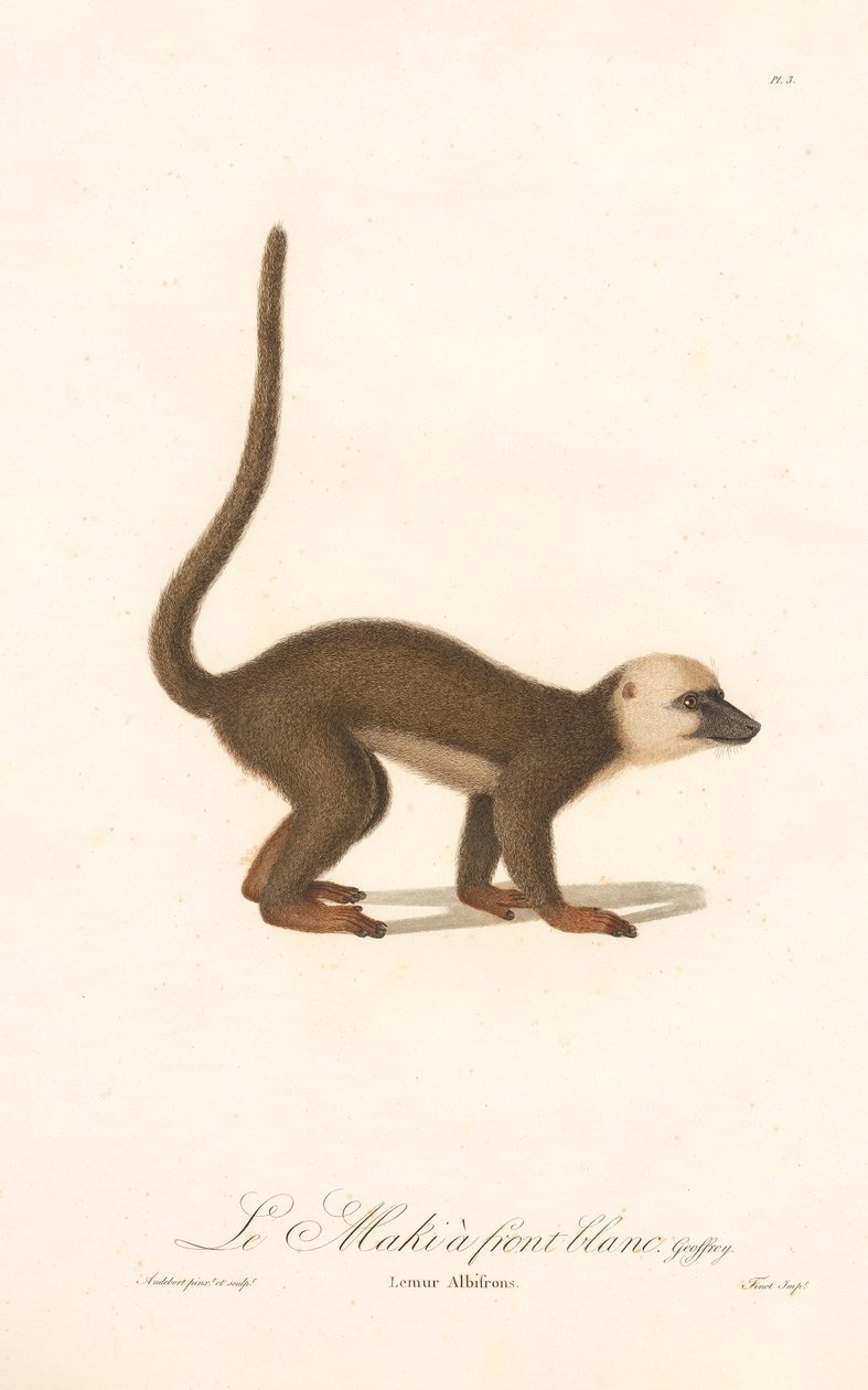 Witpootmaki (Lemur albifrons) door Jean Baptiste Audebert