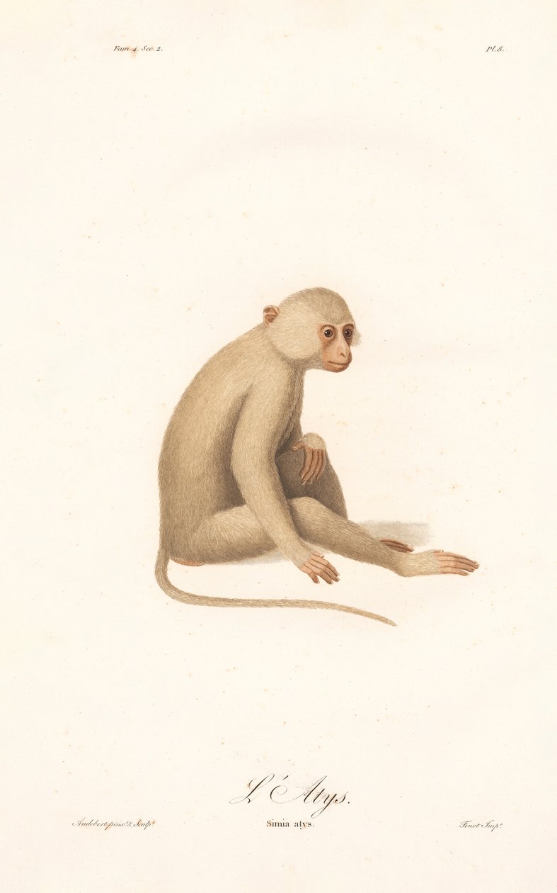 Withandgibbon (Simia alys) door Jean Baptiste Audebert
