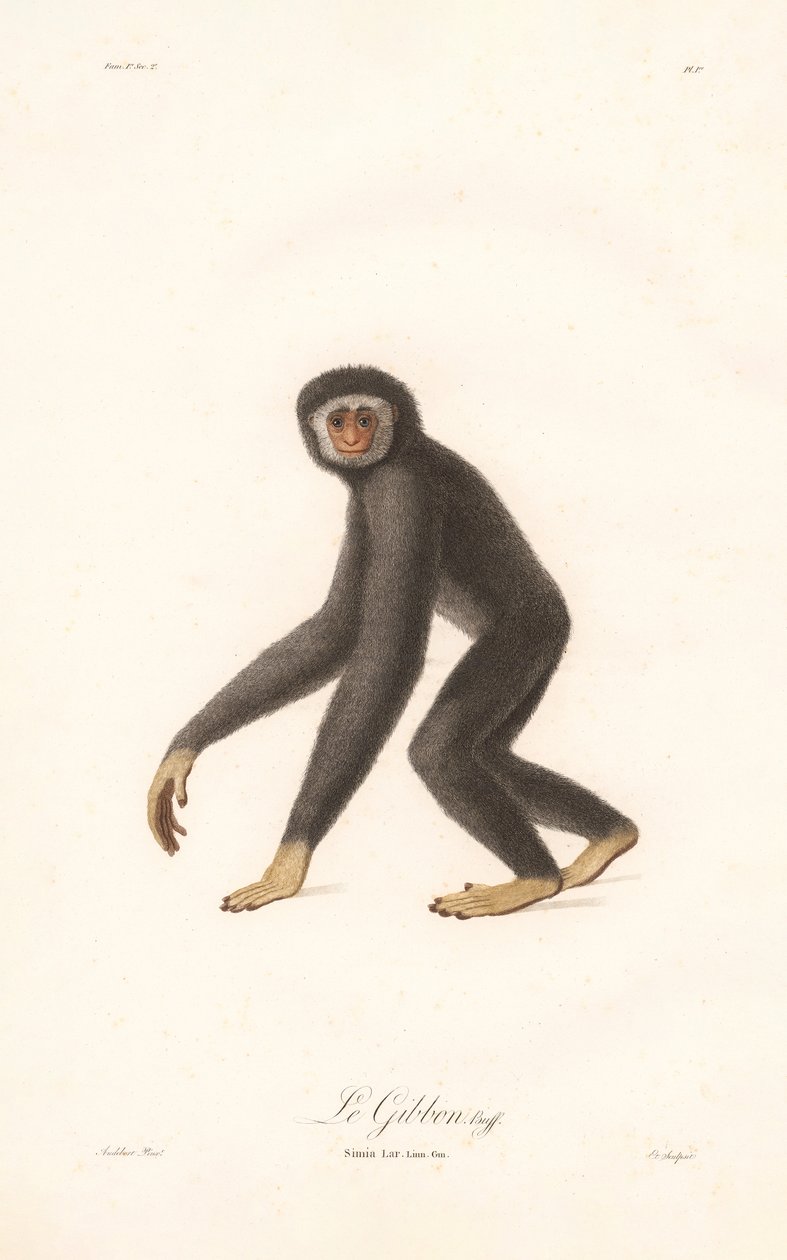 Withandgibbon (Simia lar) door Jean Baptiste Audebert