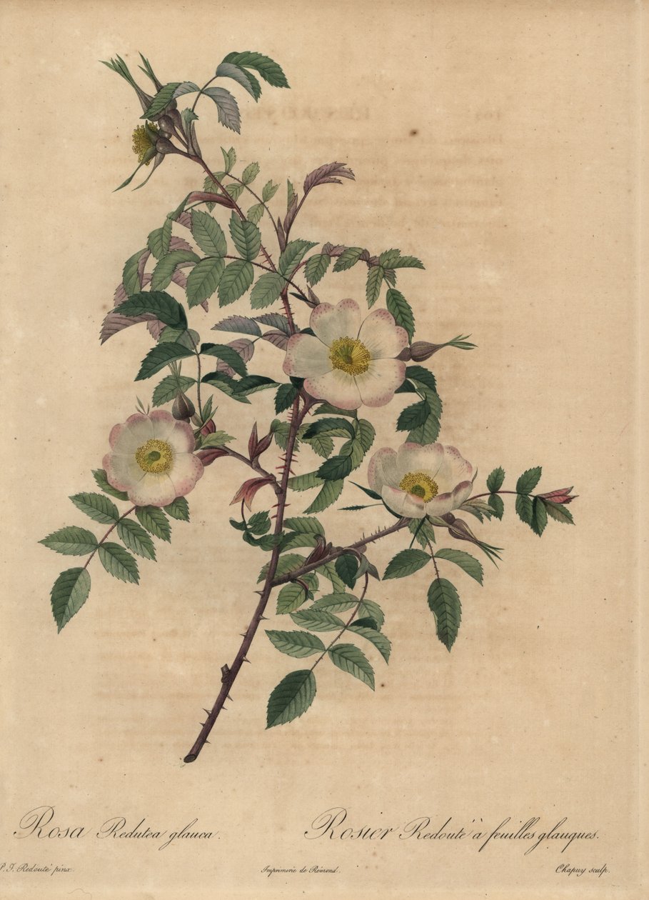 Witte en roze roos, Rosa redutea glauca door Jean Baptiste Chapuy