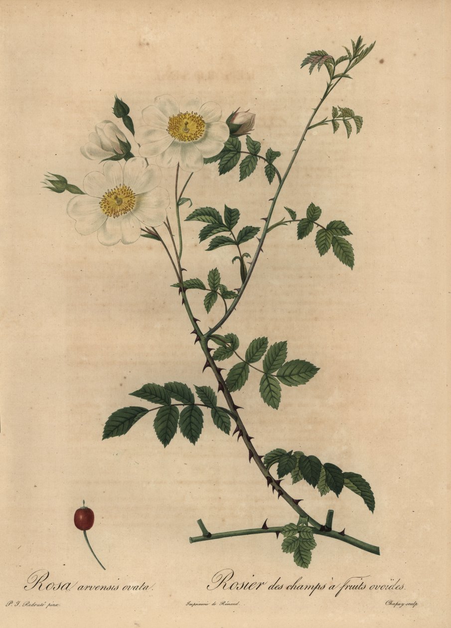 Witte veldroos, Rosa arvensis door Jean Baptiste Chapuy