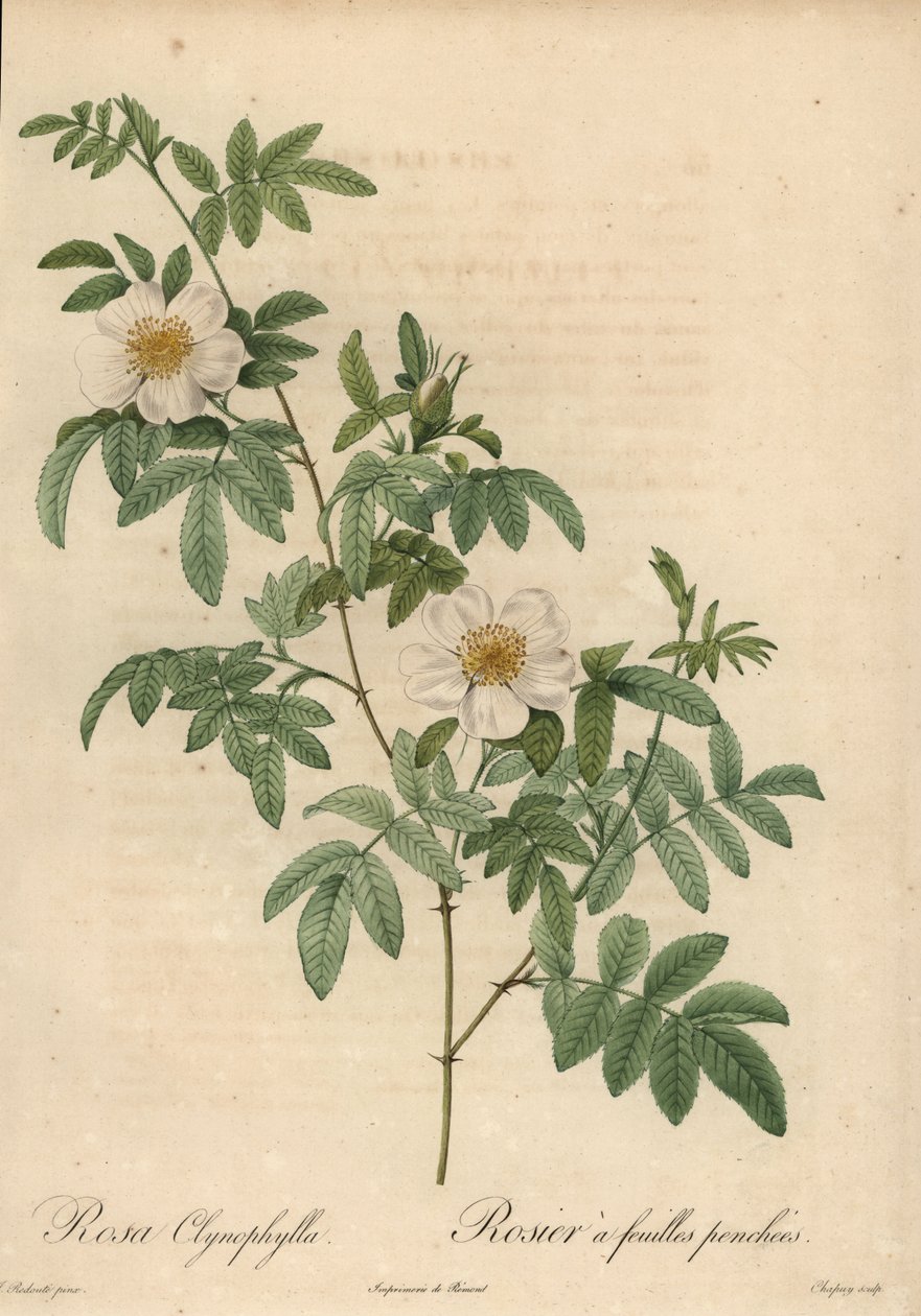 Witte roos, Rosa clynophylla door Jean-Baptiste Chapuy