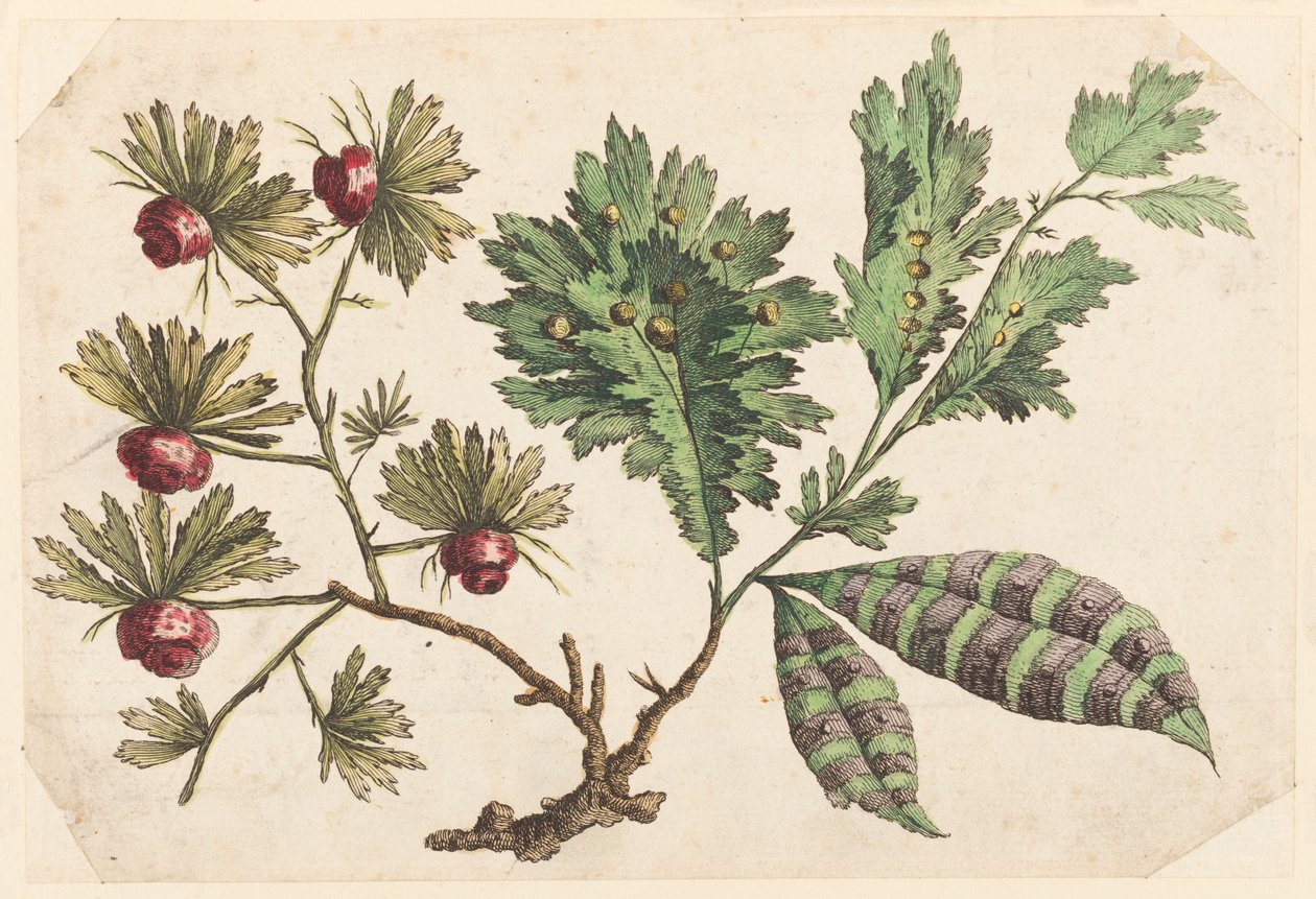 Bloementak, uit "Recueil de Fleurs Chinois" door Jean Baptiste Pillement