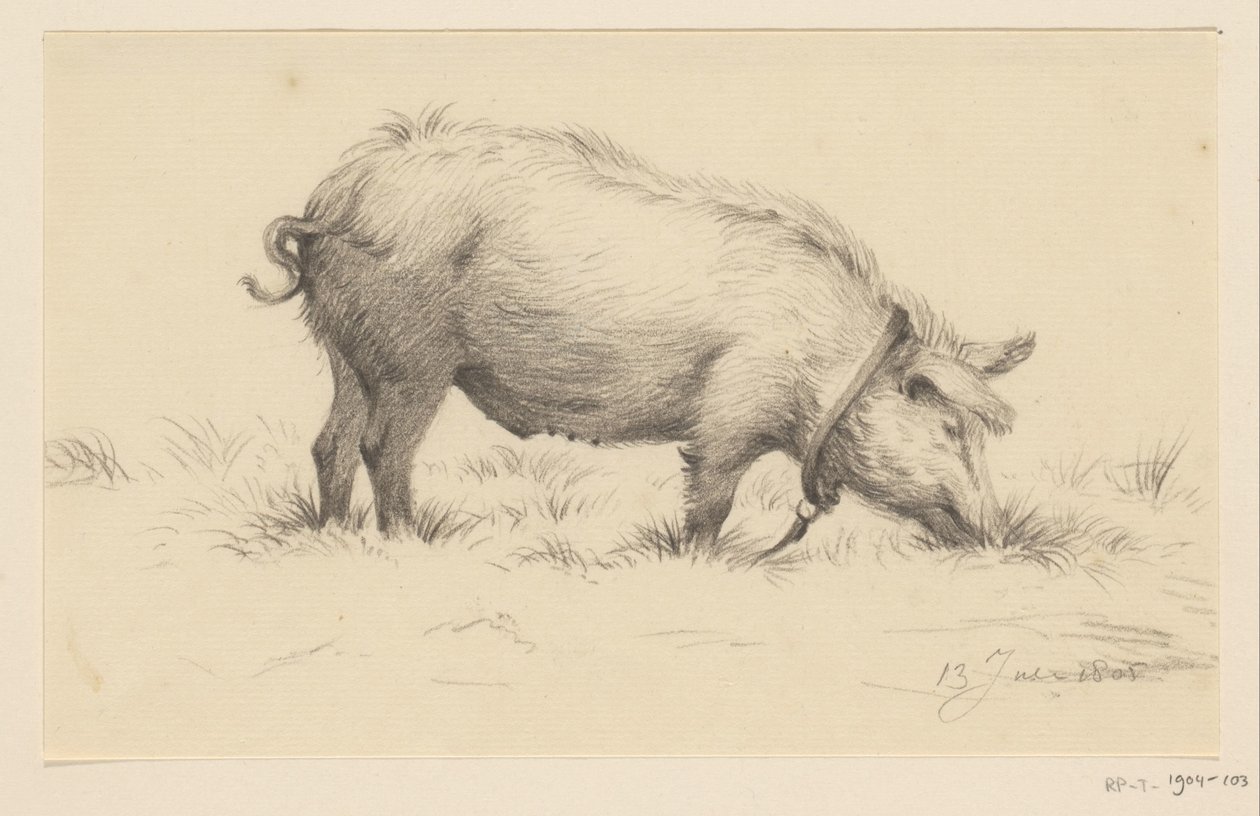 Staand waterend varken, naar rechts, in het gras door Jean Bernard