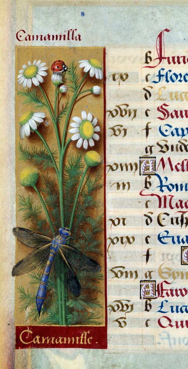 Botanisch: kamille met lieveheersbeestje en libel door Jean Bourdichon