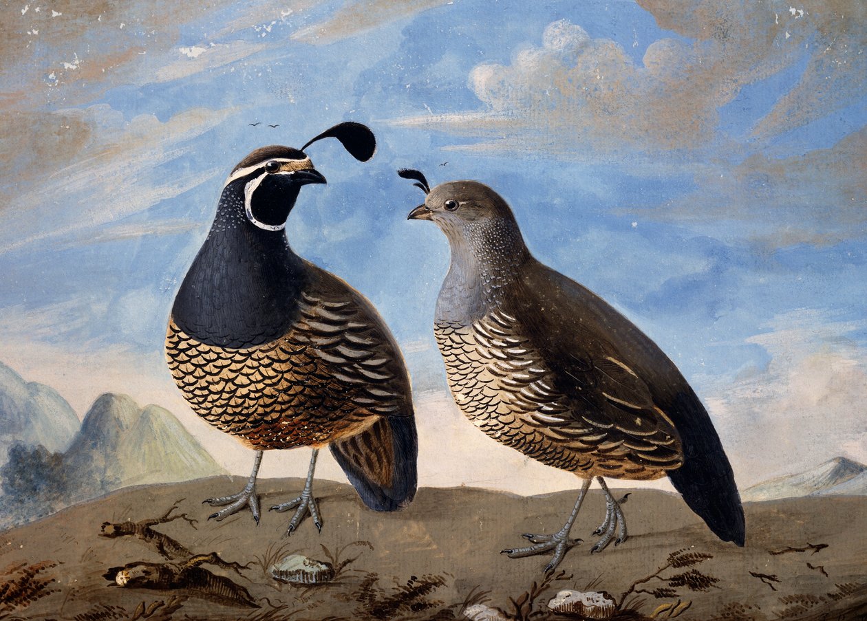 Paar Californische patrijzen, aquarel door Prevost, uit notulen van reis gemaakt door Jean-Francois de Galaup de La Perouse tussen 1785 en 1788 door Jean Francois de Galaup de La Perouse