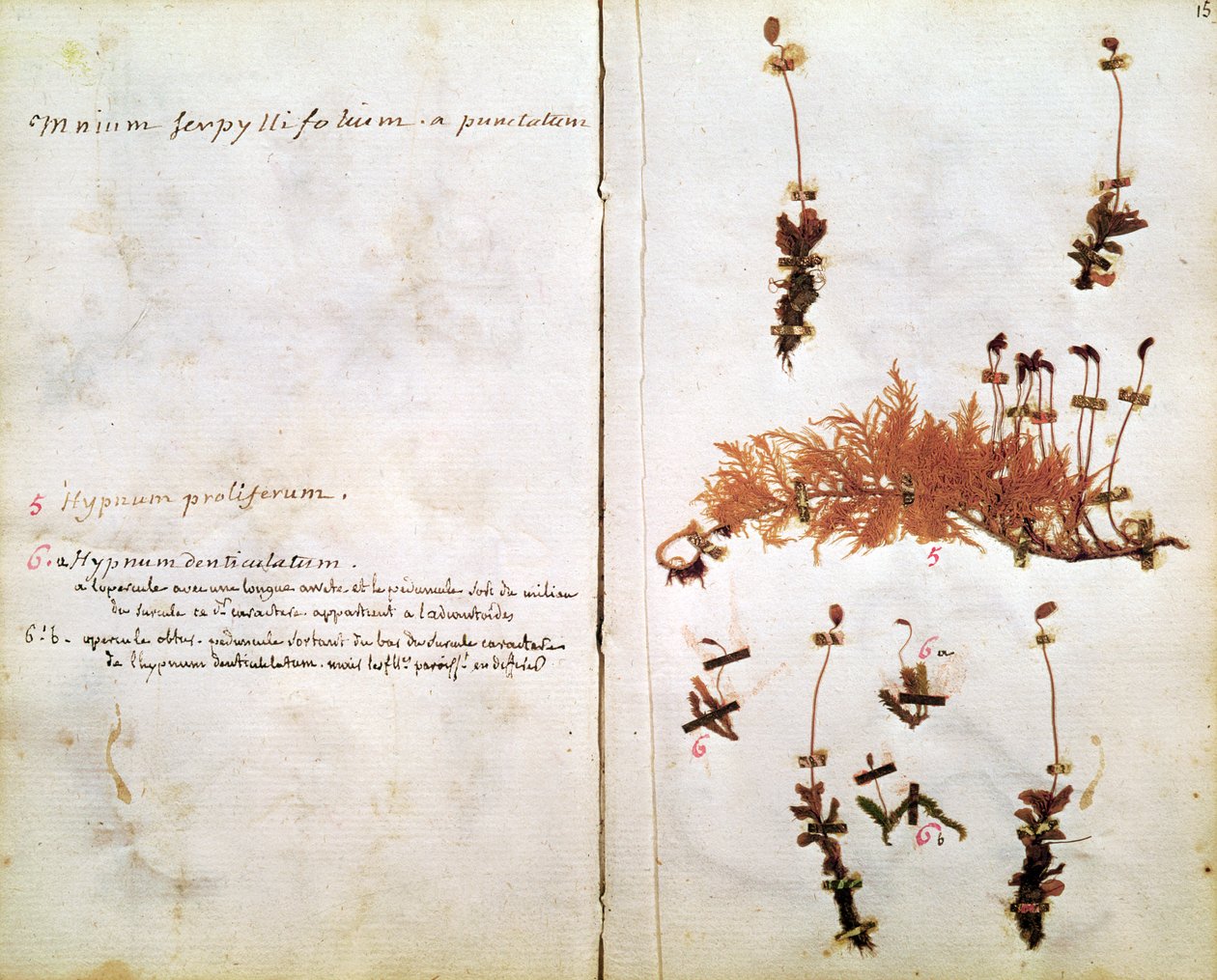 Pagina 15 uit een Herbarium door Jean Jacques Rousseau
