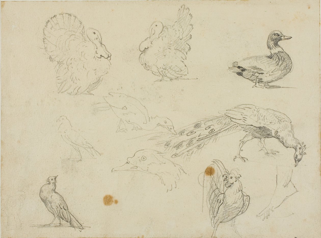Schetsen van vogels door Jean Louis André Théodore Géricault