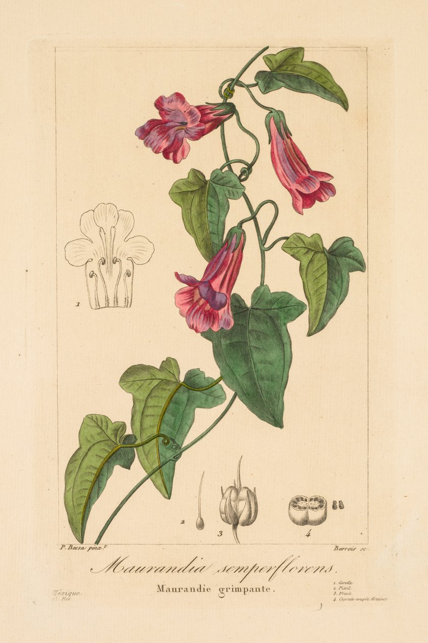 Flore des Jardiniers, Amateurs et Manufacturiers: Maurandia semperflorens door Jean Pierre Frederic Barrois