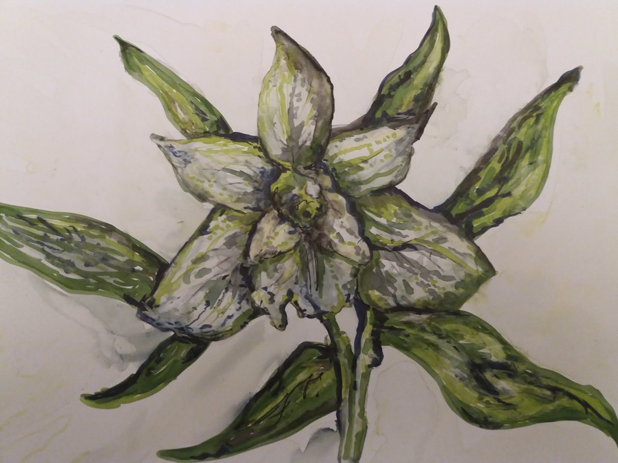 Groene Orchidee door Jeannette Stein