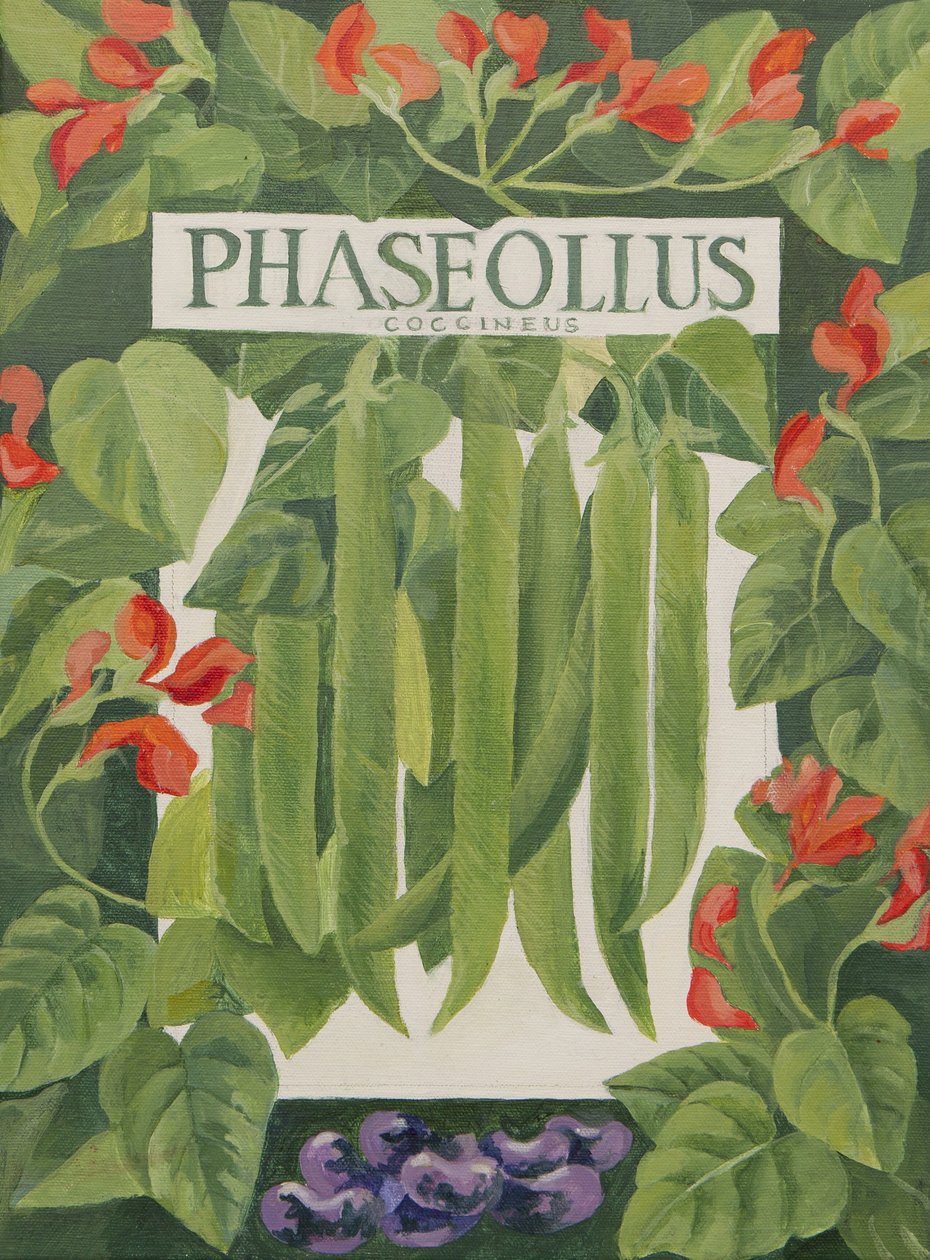 Phaseollus (pronkbonen) (acryl) door Jennifer Abbott