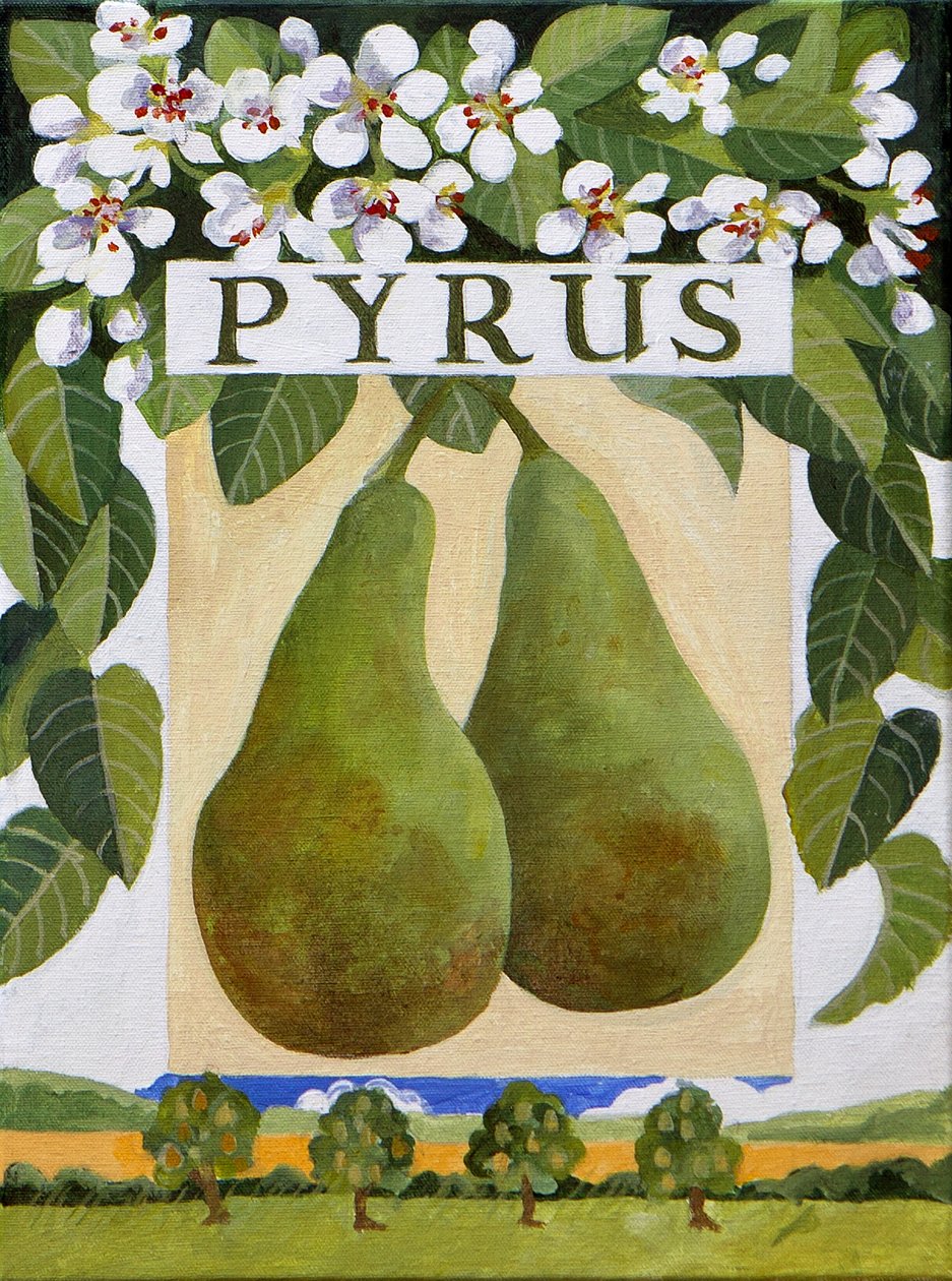 Pyrus (peer), 2014 (acryl op doek) door Jennifer Abbott