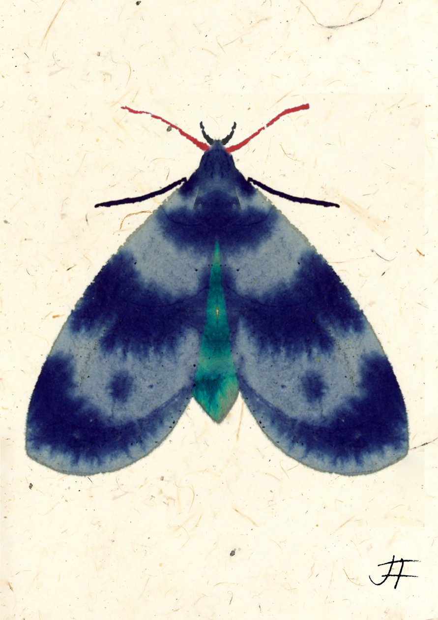 Indigo mot, 2024 (aquarel op papier) door Jenny Frean