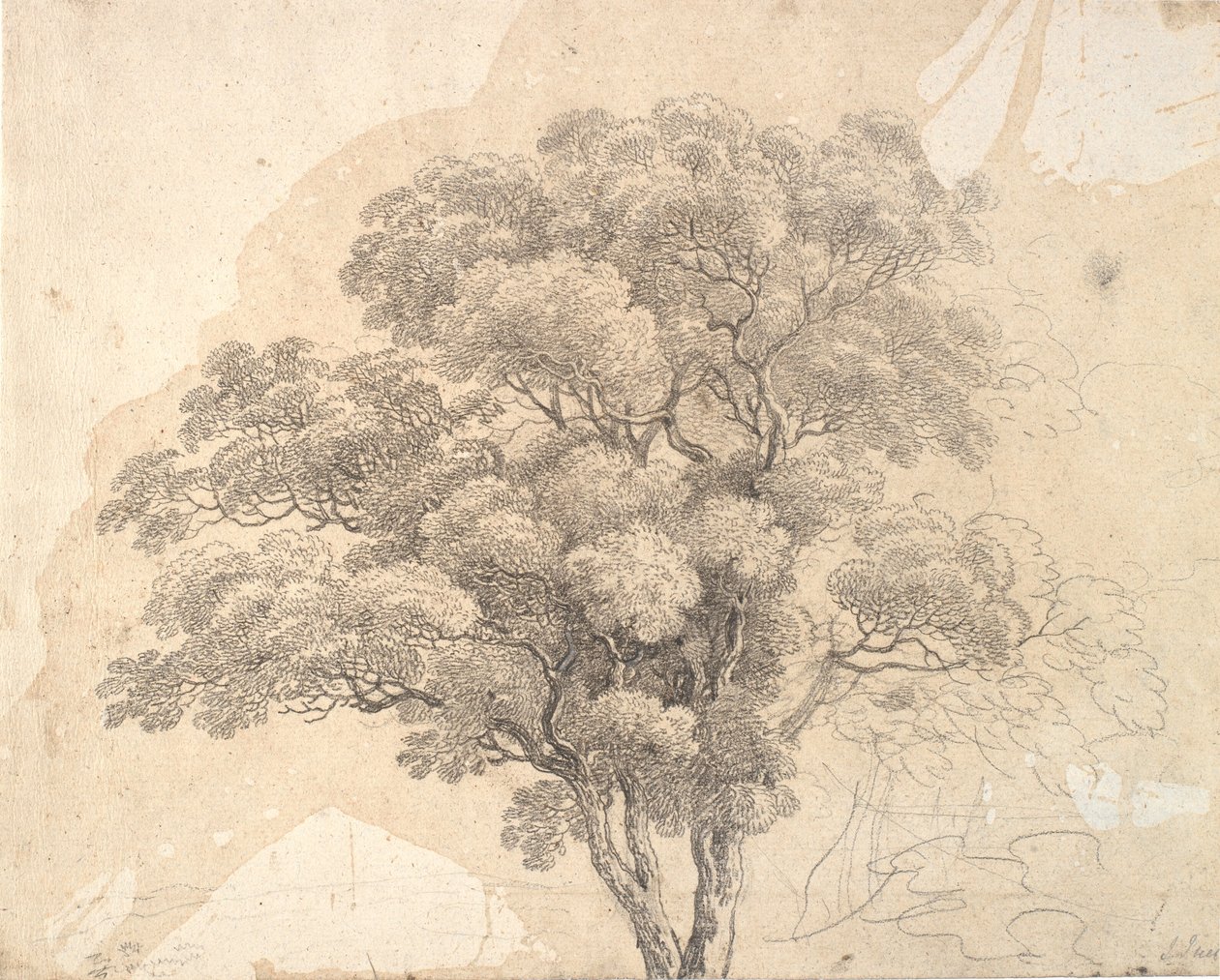 Studie van boomkroon door Jens Juel