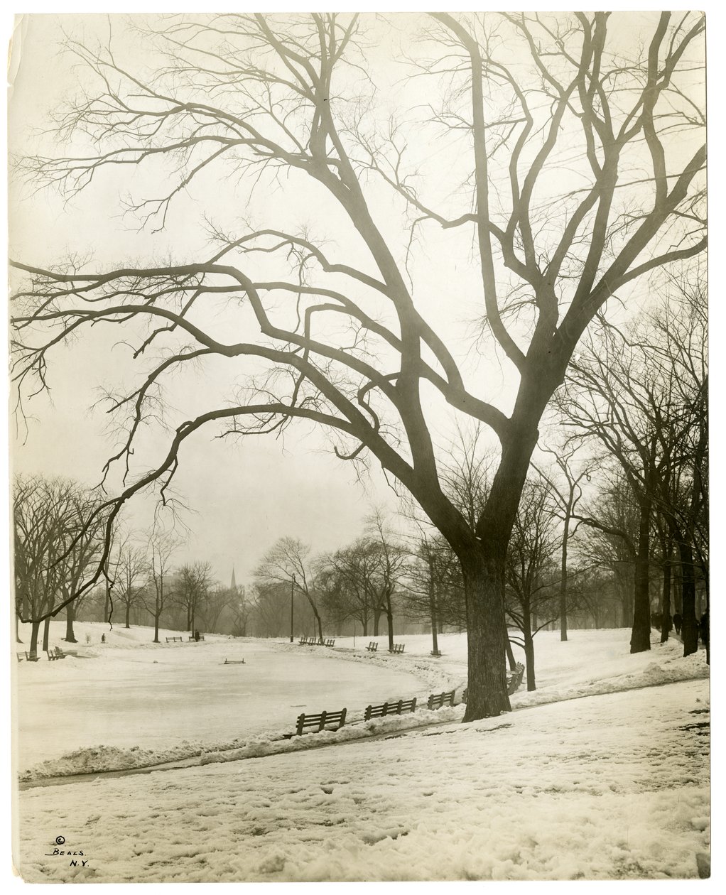 Boston Common & kikkerpoel, bij boom, Boston, VS door Jessie Tarbox Beals