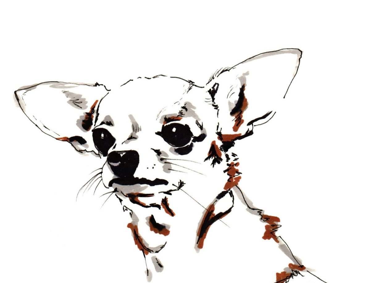 Big Ears de Chihuahua door Jo Chambers