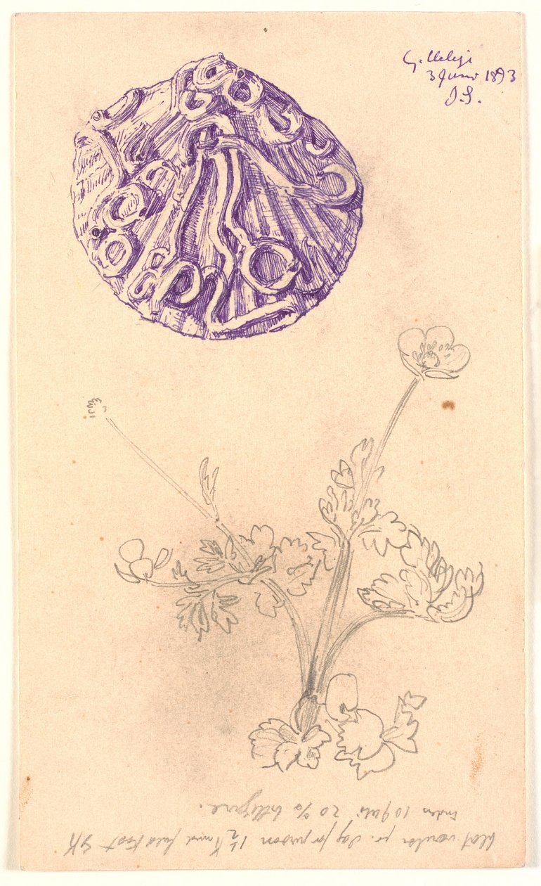 Studie van schelp en een plant door Joakim Frederik Skovgaard