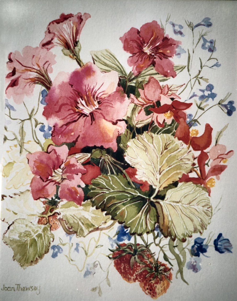 Petunia