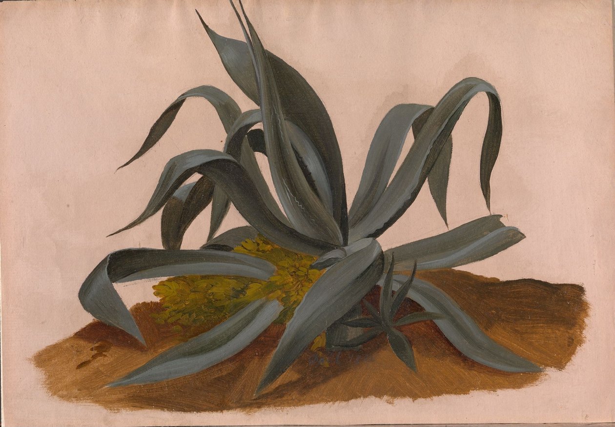 Studie naar een agave door Johan Christian Dahl